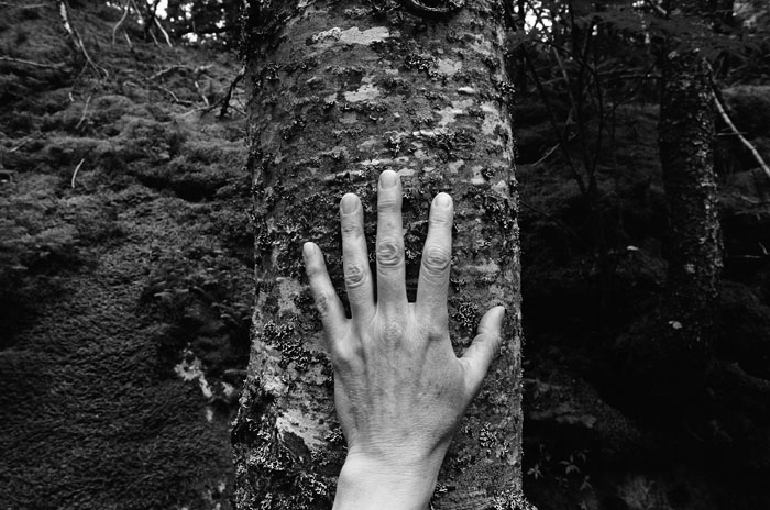Larch, Spruce, Fir, Birch, Hand, Blast Hole Pond Road